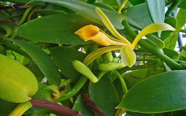 Madagascar Vanilla (stick), 'Α 12cm' Vanilla stick - pod - bean, vanilla bean (Vanilla planifolia) 2