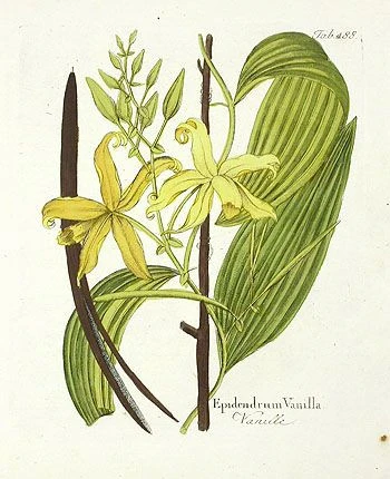 Madagascar Vanilla (stick), 'Α 12cm' Vanilla stick - pod - bean, vanilla bean (Vanilla planifolia) 3