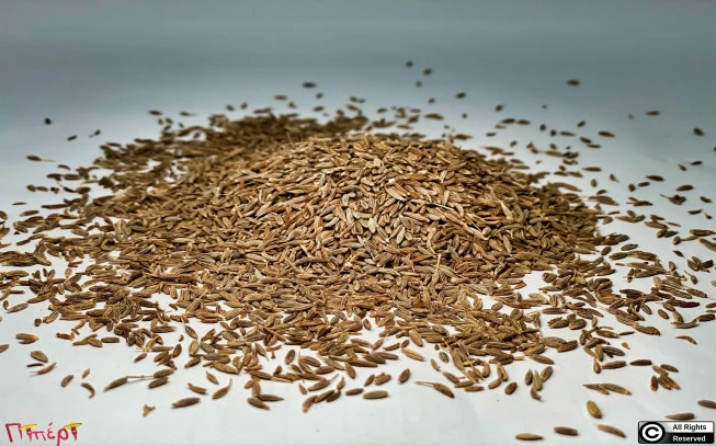 Cumin, cumin, white cumin,, or artysia,  (Cuminum cyminum) 1