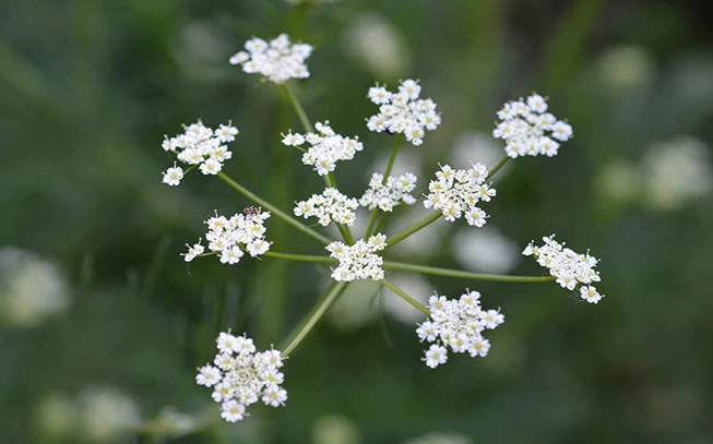 Cumin, cumin, white cumin,, or artysia,  (Cuminum cyminum) 2