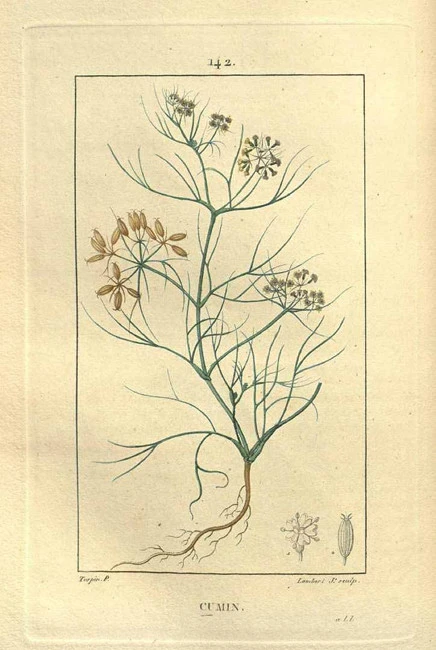 Cumin, cumin, white cumin,, or artysia,  (Cuminum cyminum) 4