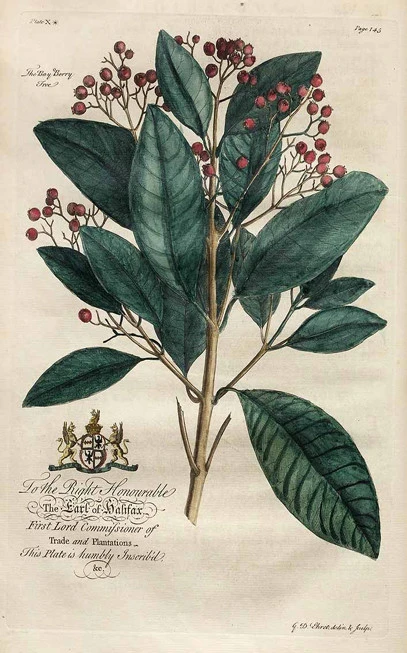 Μπαχάρι , ( pimenta dioica ). 4