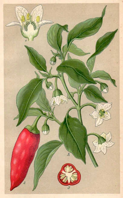 Sweet paprika 160 ASTA, red pepper ( Capsicum annuum ). 3