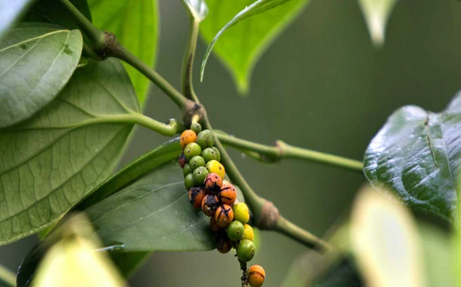 Πιπέρι μαύρο βιετνάμ, black pepper from vietnam  , (Piper nigrum). 2