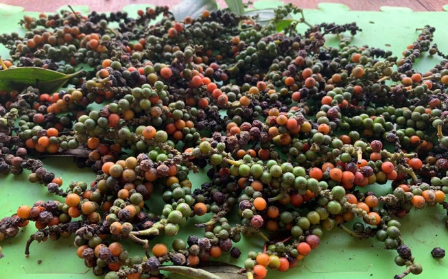 Πιπέρι μαύρο βιετνάμ, black pepper from vietnam  , (Piper nigrum). 4