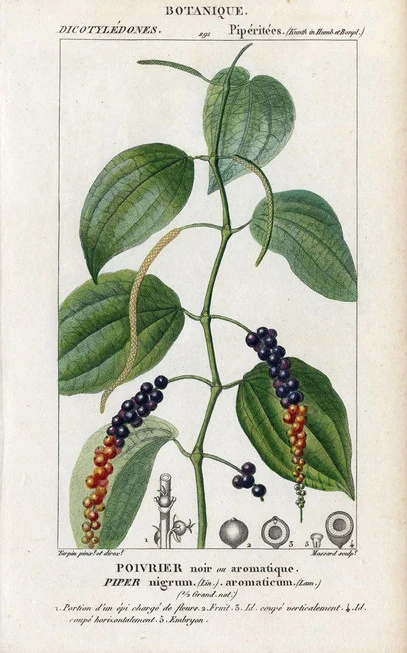 Πιπέρι μαύρο βιετνάμ, black pepper from vietnam  , (Piper nigrum). 5