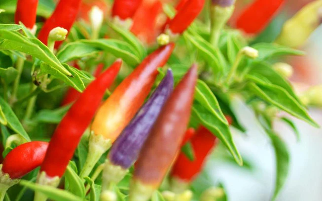 Sweet red pepper flakes without seeds , ( Capsicum annuum ). 2