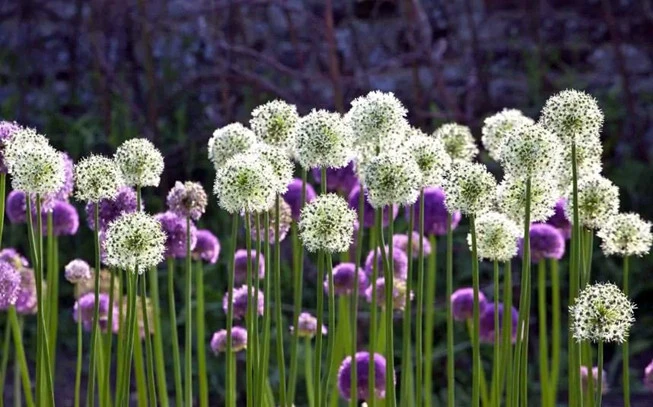 Σκόρδο αποξηραμένο φλοίδες ,  ( Allium Sativum ). 2