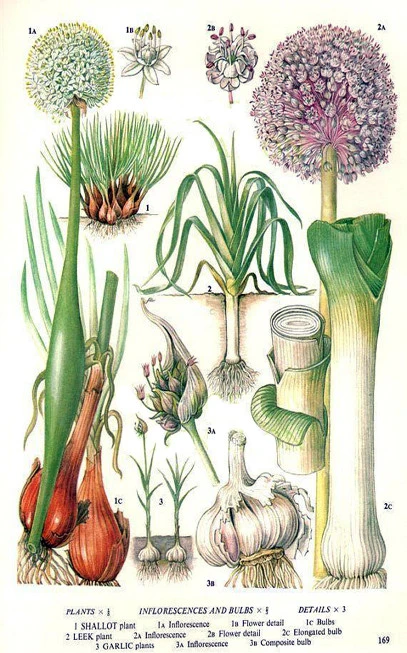 Σκόρδο αποξηραμένο φλοίδες ,  ( Allium Sativum ). 3