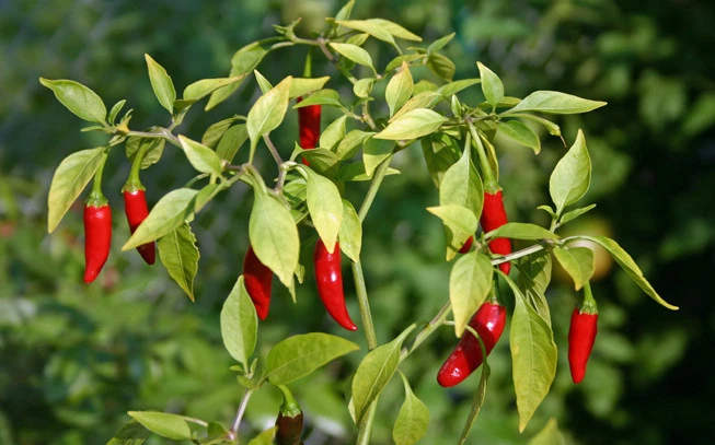 Malawi Peppers, Bird's Eye, Bird's eye chili, Malawi chili, (Capsicum annuum). 2