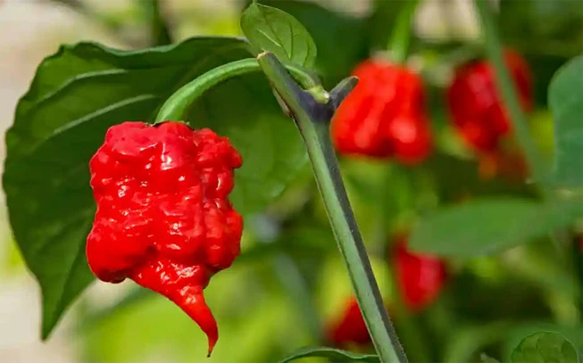 Carolina reaper, πιπεριές καρολάινα ρίπερ , (  Capsicum chinense ). 2