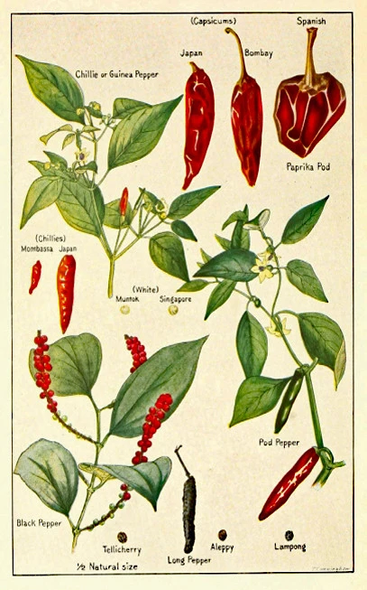 Carolina reaper, πιπεριές καρολάινα ρίπερ , (  Capsicum chinense ). 3