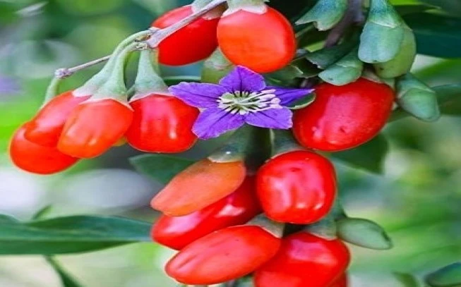 Γκότζι , Γκότζι μπέρι ,λυκόμουρο , ( Lycium barbarum). 2