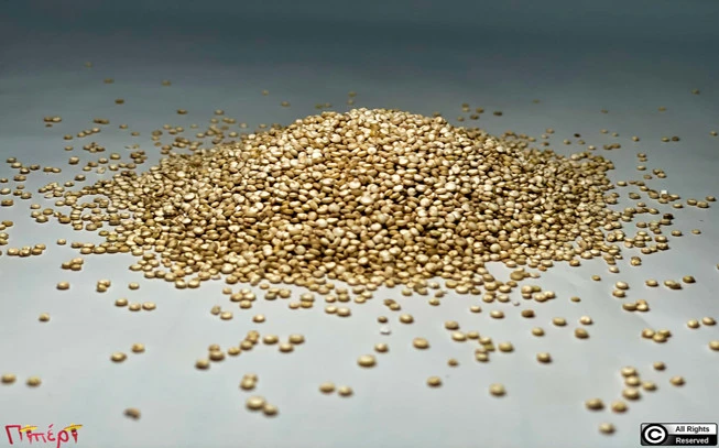 Κινόα λευκή ,  Quinoa or White Quinoa , (Chenopodium quinoa). 1