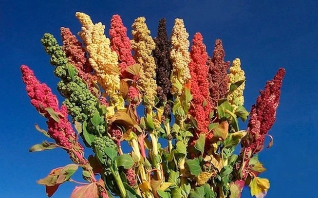 Κινόα λευκή ,  Quinoa or White Quinoa , (Chenopodium quinoa). 2