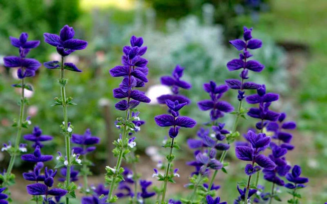 Τσία σπόροι ,  Chia , Chia seeds , (Salvia hispanica) 2