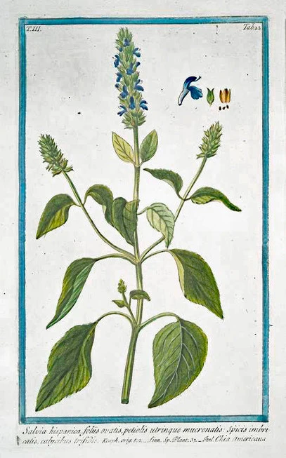 Τσία σπόροι ,  Chia , Chia seeds , (Salvia hispanica) 3