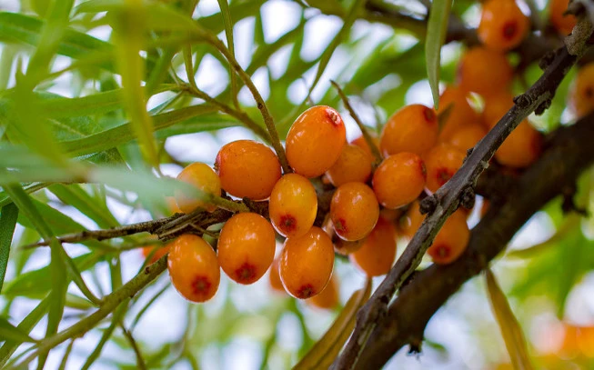 Ιπποφαές , Sea Buckthorn , ( Hippophae L.) 2