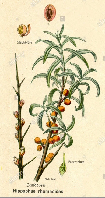 Ιπποφαές , Sea Buckthorn , ( Hippophae L.) 3