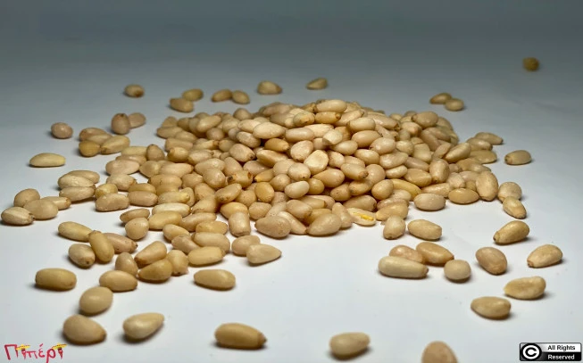 Κουκουνάρι , κουκουναρόσπορος , Stone Pine , ( Pinus pinea ) 1