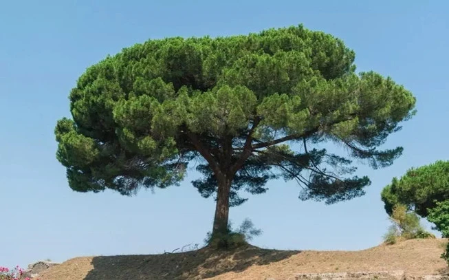 Κουκουνάρι , κουκουναρόσπορος , Stone Pine , ( Pinus pinea ) 2