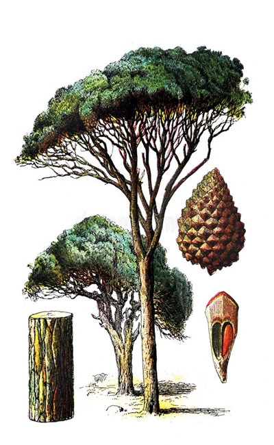Κουκουνάρι , κουκουναρόσπορος , Stone Pine , ( Pinus pinea ) 3