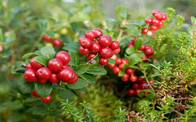 Κράνμπερι , Βακκίνιο το οξύκοκκο , Cranberry , ( Vaccinium subg. Oxycoccus ) 2
