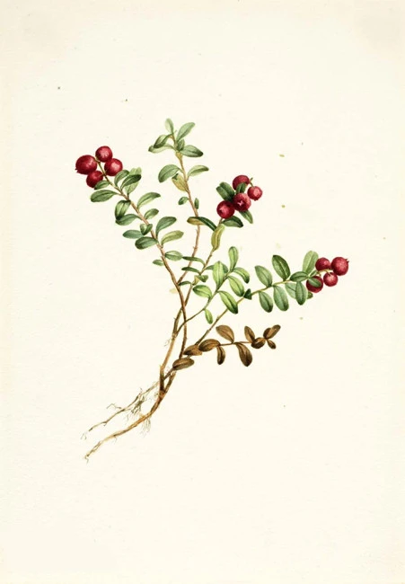 Κράνμπερι , Βακκίνιο το οξύκοκκο , Cranberry , ( Vaccinium subg. Oxycoccus ) 3