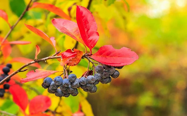 Αρώνια, Aronia Berries , chokeberries, (Aronia melanocarpa) 2