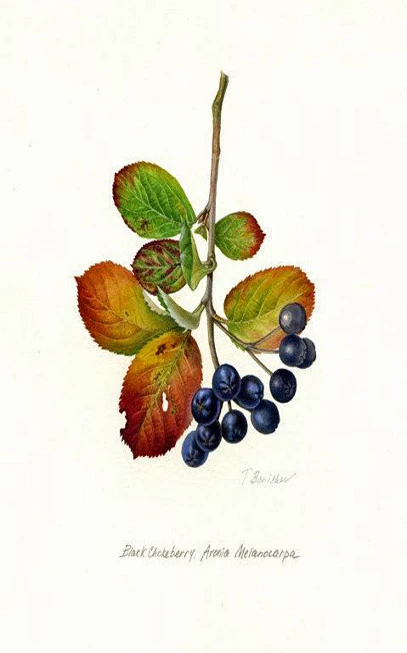 Αρώνια, Aronia Berries , chokeberries, (Aronia melanocarpa) 3