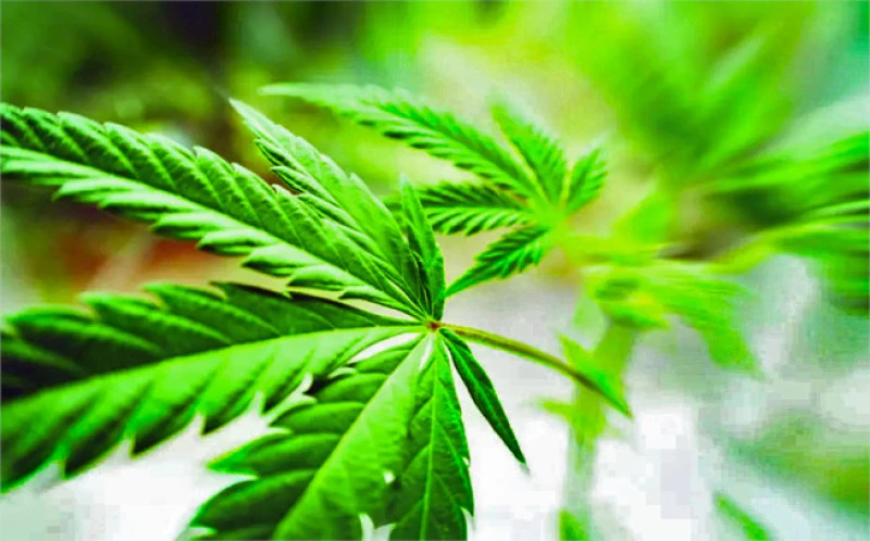 Σπόροι κάνναβης, ( Cannabis sativa ). 2