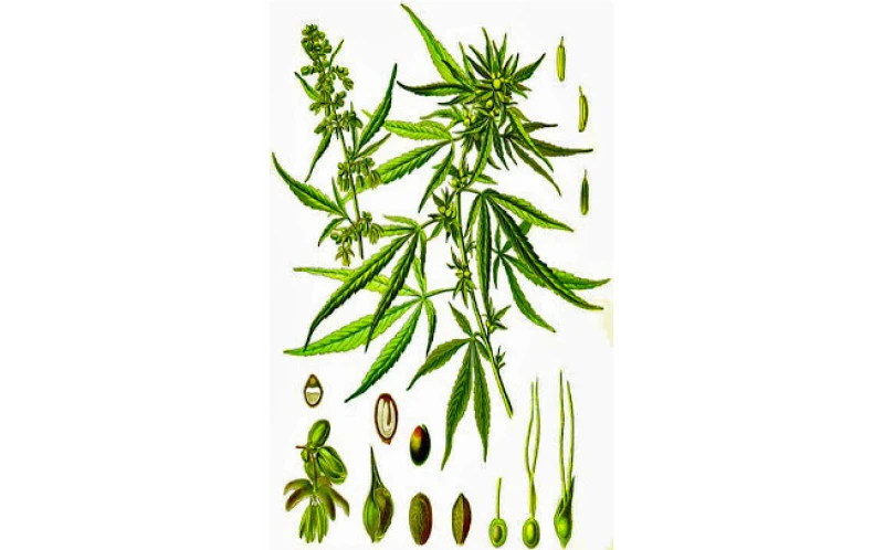 Σπόροι κάνναβης, ( Cannabis sativa ). 3
