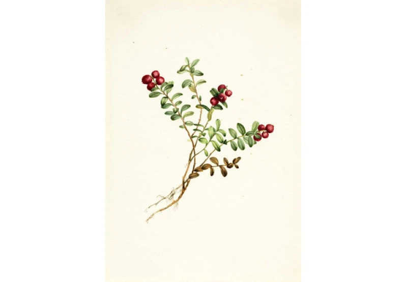 Κράνμπερι χωρίς ζάχαρη με φυσικό χυμό ανανά , (Vaccinium subg. Oxycoccus) 3