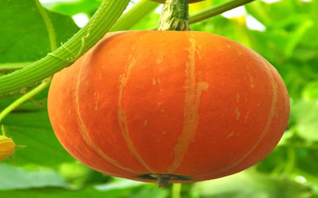 Κολοκυθόσπορος , Pumpkin Seed , ( Cucurbita pepo ) 2