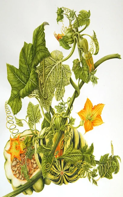 Κολοκυθόσπορος , Pumpkin Seed , ( Cucurbita pepo ) 3