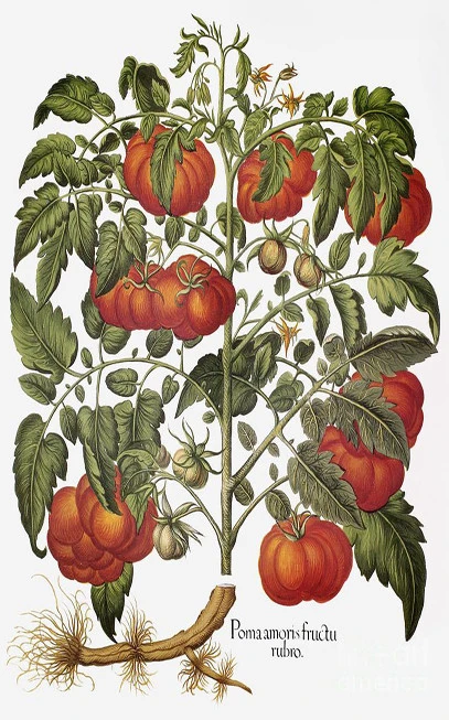 Ντομάτα λιαστή , sun dried domatos , ( Lycopersicum esculentum ). 3