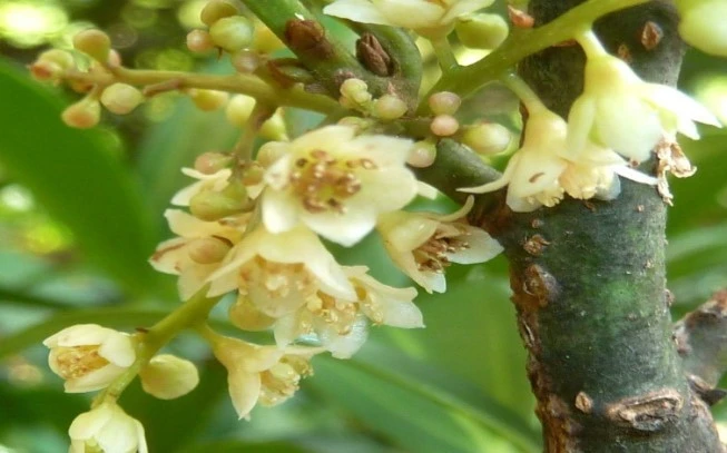 Cinnamon food aroma, cinnamon food flavor, Pantang cassia (cinnamomum burmannii). 2