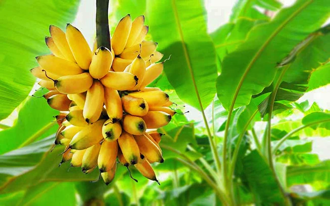 Μπανάνα άρωμα τροφίμων , Banana food flavor 2