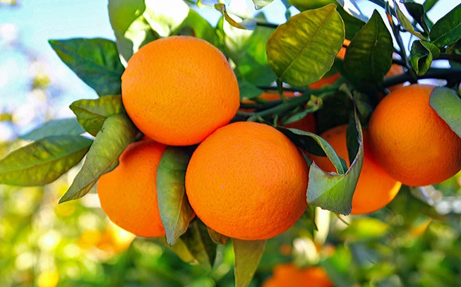 Πορτοκάλι άρωμα τροφίμων , Orange food flavor. 2