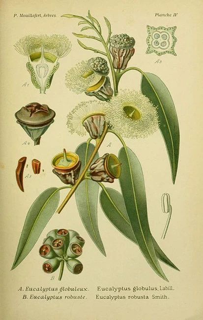 Eucalyptus essential oil, Eucalyptus oil, spherical eucalyptus, blue gum oil, (eucalyptus globulus). 3