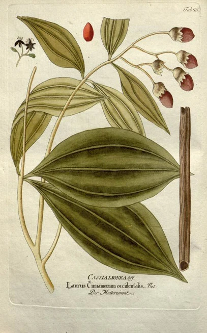 Cinnamon essential oil, Pantang cassia (cinnamomum burmannii). 3