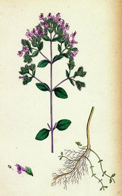 Ματζουράνα αιθέριο έλαιο ,  σάψυχο , ορίγανο το αμάραντο , Marjoram essential oil , ( Origanum majorana ). 3