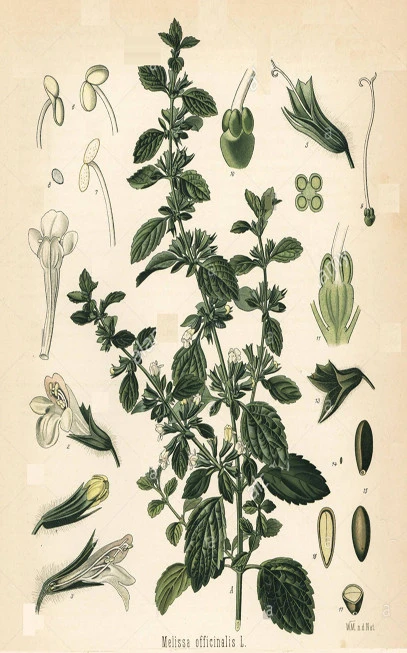 Μελισσόχορτο αιθέριο έλαιο , μέλισσα η φαρμακευτική , μελισσοβότανο , κιτροβάλσαμο , Lemon Balm essential oil , ( Melissa officinalis ).  3