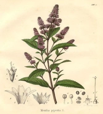 Peppermint essential oil, peppermint,  glíchon, glyfóni, kalamíthra , peppermint, (mentha x piperita). 3