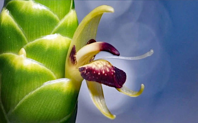 Ginger essential oil, ginger, ginger essential oil, (Zingiber officinale). 2