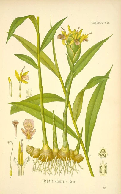 Ginger essential oil, ginger, ginger essential oil, (Zingiber officinale). 3