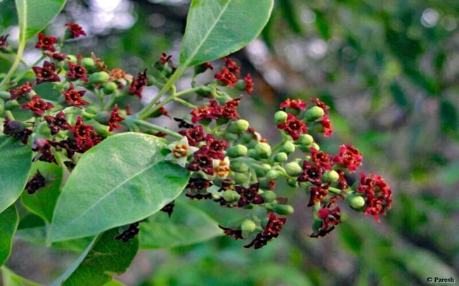 Σανδαλόξυλο αιθέριο έλαιο , indian sandalwood essential oil , ( Santalum album ).  2