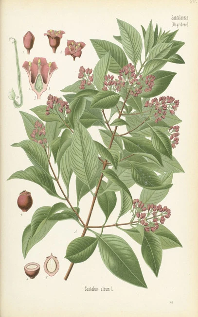 Σανδαλόξυλο αιθέριο έλαιο , indian sandalwood essential oil , ( Santalum album ).  3