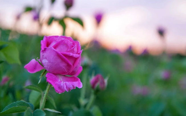 Rose essential oil, (rosa damascena). 2