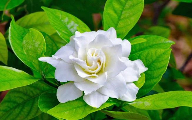 Gardenia essential oil , (Gardenia jasminoides). 2